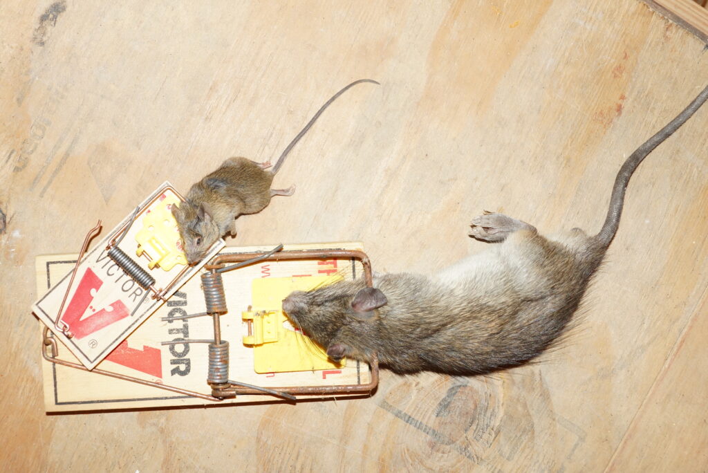 rat and mice removal